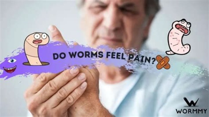 Do silk worms feel pain?