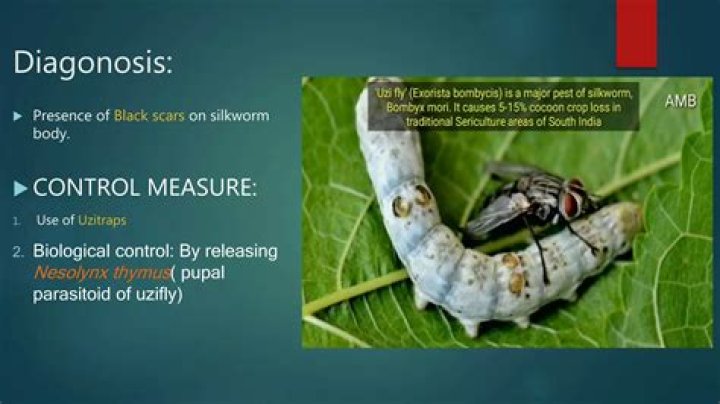 Do silkworms feel pain?