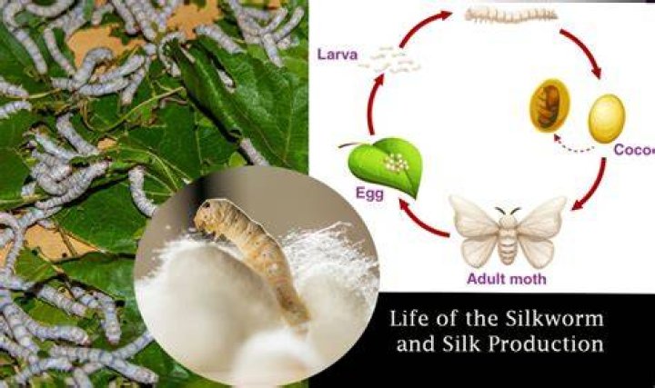 Do silkworms have predators?
