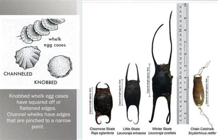 Do skates lay eggs?