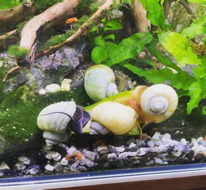 Do snails eat water sprite?