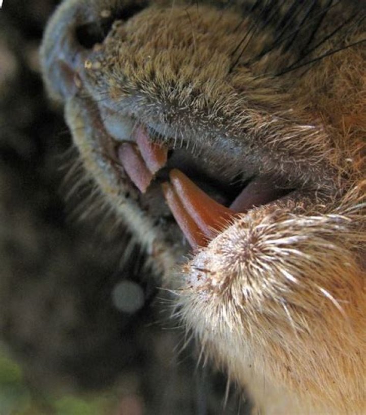 Do squirrels bite?