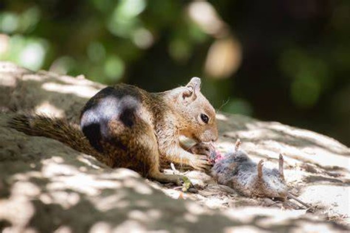 Do squirrels eat golf balls?