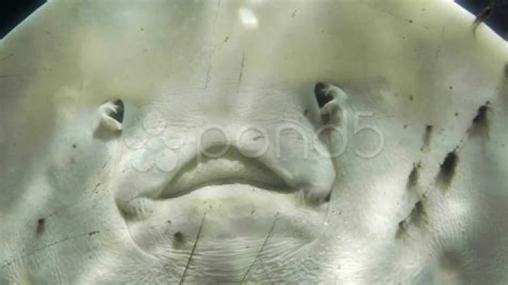 Do stingrays have gills?