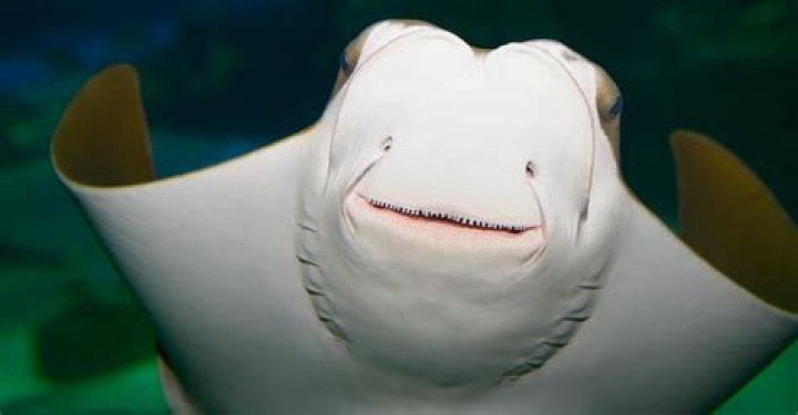Do stingrays have teeth?