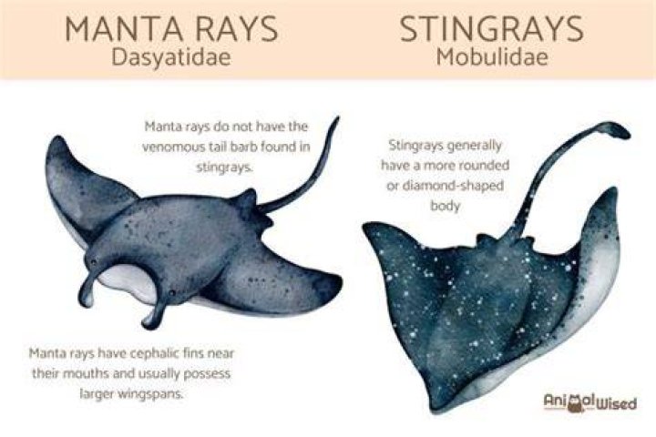 Do stingrays sting?