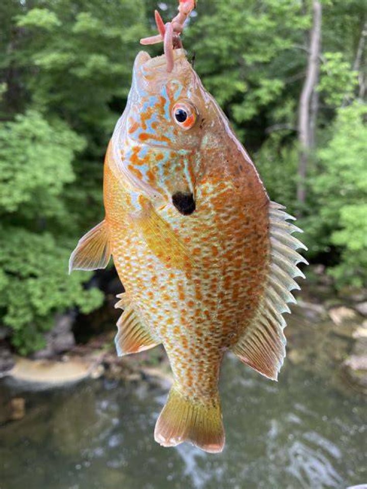 Do sunfish taste good?