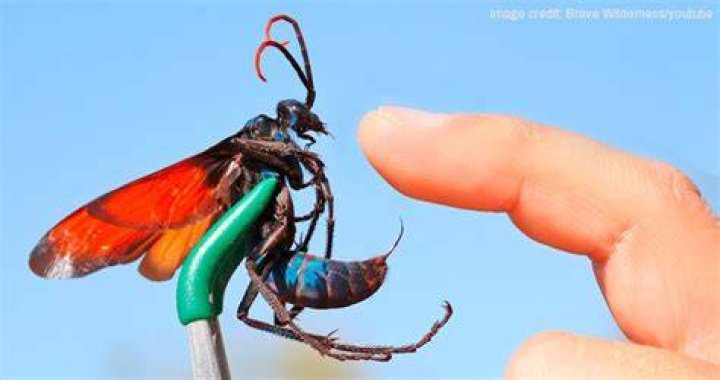 Do tarantula hawk wasp sting humans?