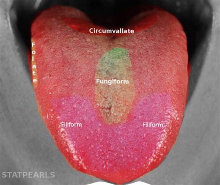 Do taste buds grow back?