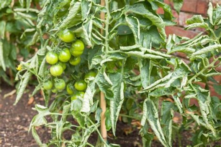 Do tomato leaves get you high?