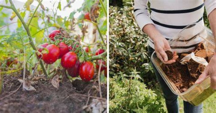 Do tomatoes like coffee grounds?