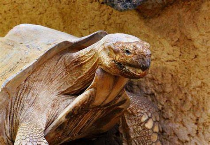 Do tortoises get bored?