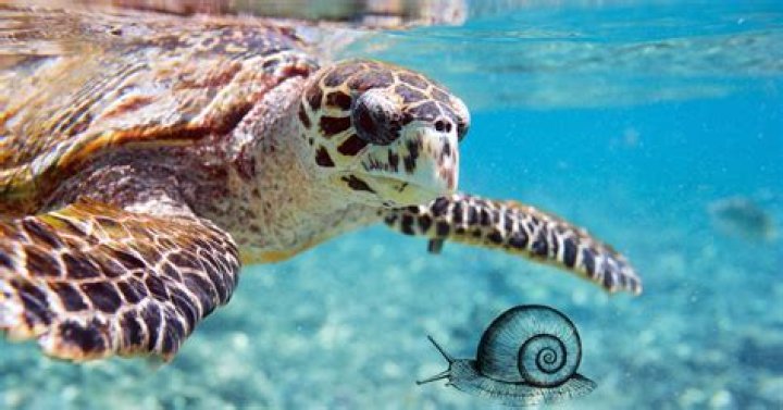 Do turtles eat snails?