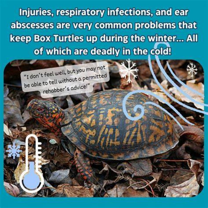 Do turtles feel cold?