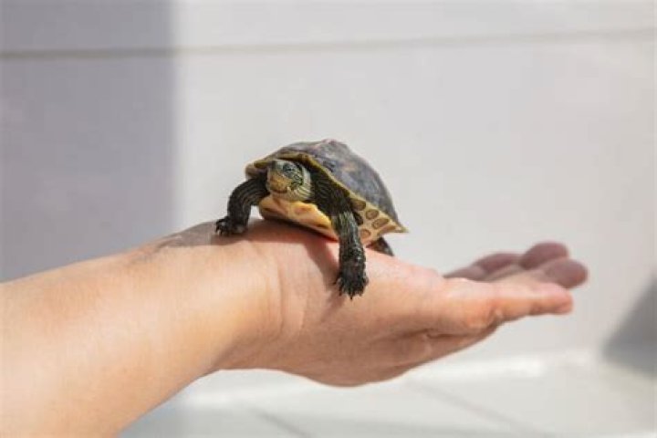 Do turtles get attached to their owners?