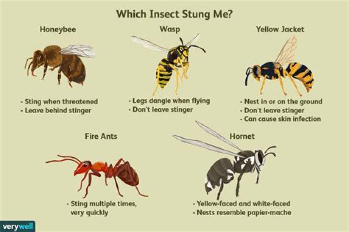 Do wasp bites hurt?