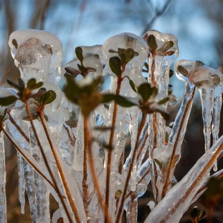 Do willow wands lose their leaves in winter?