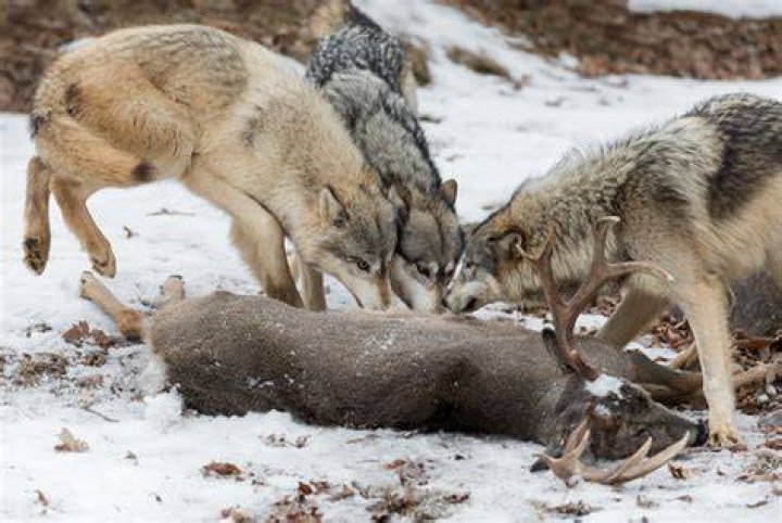 Do wolves chew on antlers?