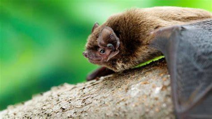 Do wood bats lose their pop?