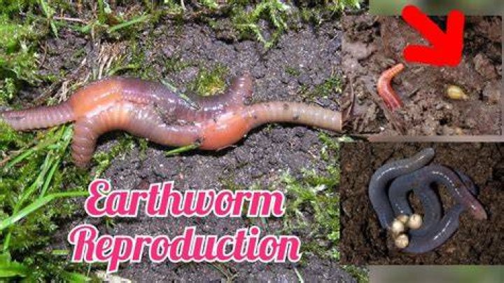 Do worms have genders?