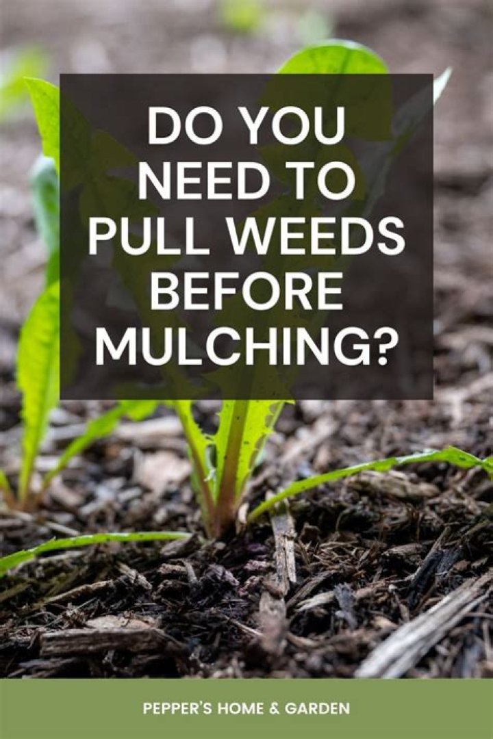 Do you need to pull weeds before mulching?