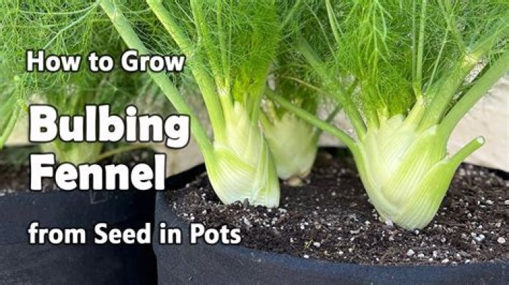 Do you need to wash fennel?