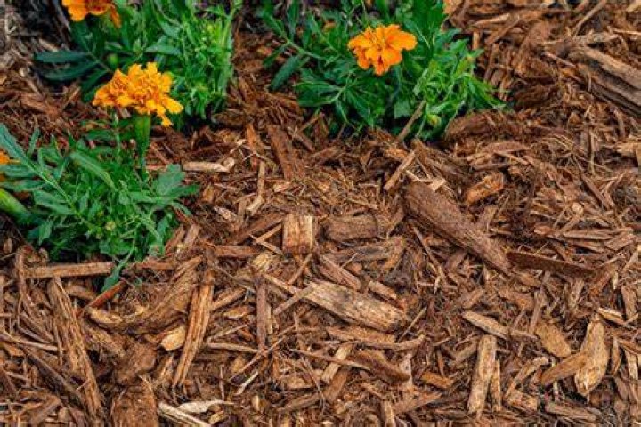 Do you really need mulch?