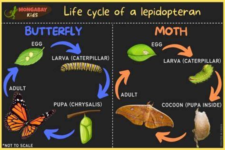 Does a butterfly come from a worm?