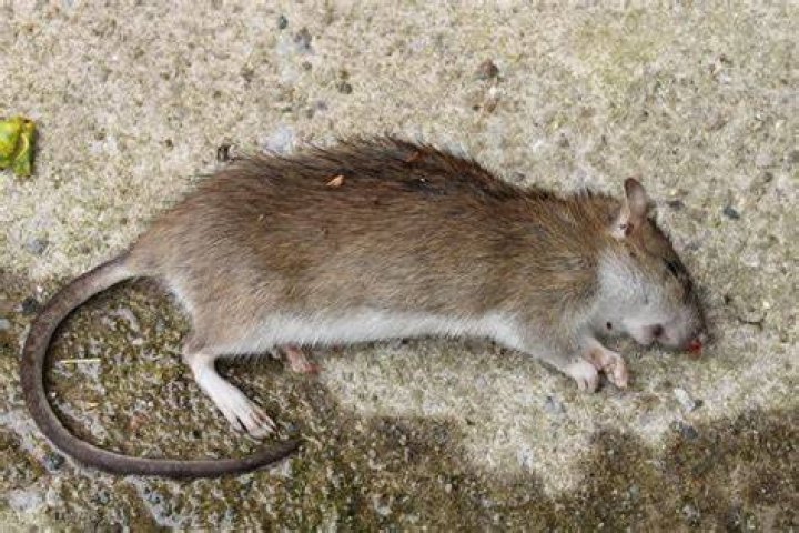 Does a dead mouse smell?