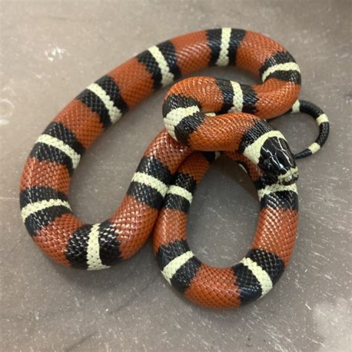 Does a milk snake rattle?