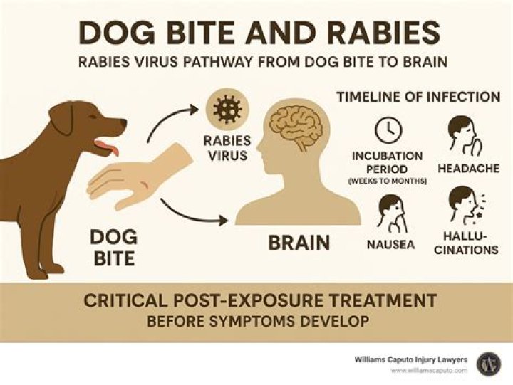 Does a normal dog have rabies?