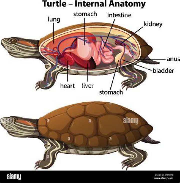 Does a turtle have a heart?