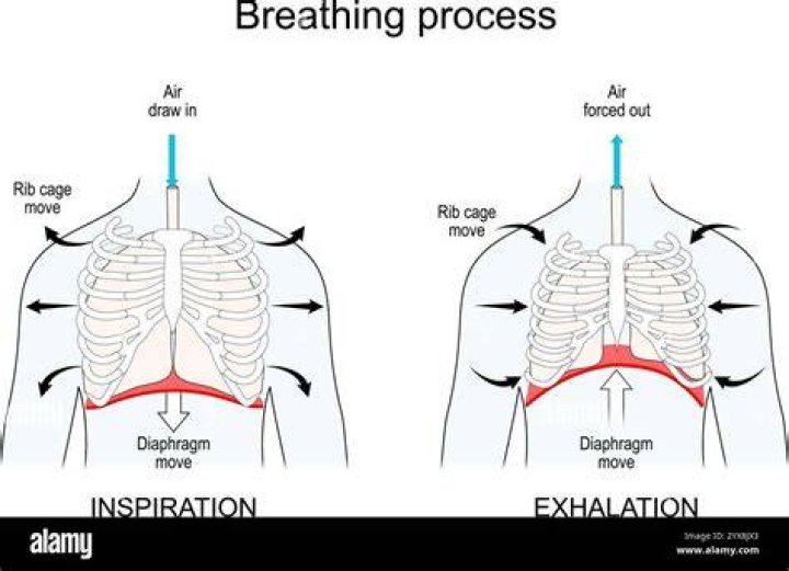 Does alveolar pressure increase during inhalation?