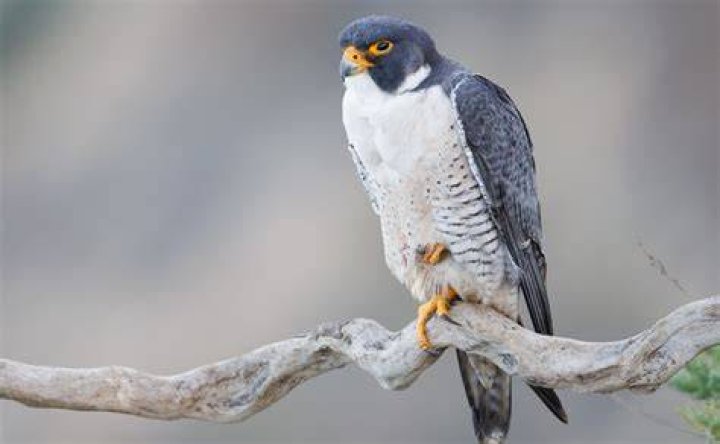 Does Arizona have peregrine falcons?