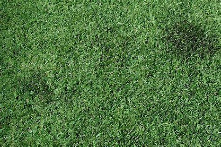 Does artificial grass get moldy?