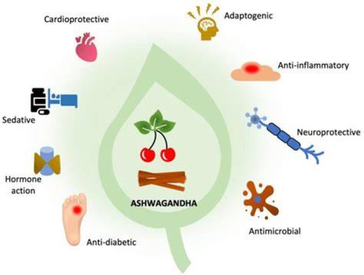 Does Ashwagandha affect platelets?