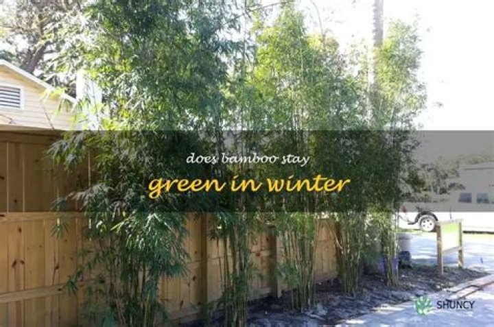 Does bamboo stay green in winter?