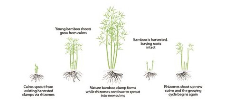 Does bamboo take 5 years to sprout?
