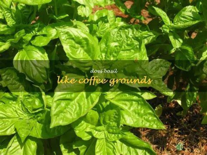 Does basil like coffee grounds?