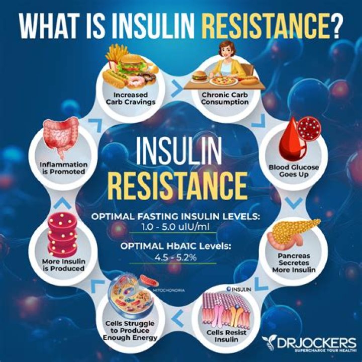 Does berberine increase insulin?