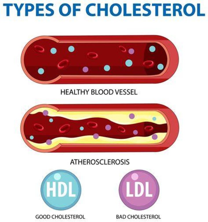 Does berberine raise HDL?