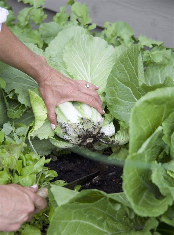 Does cabbage clean you out?