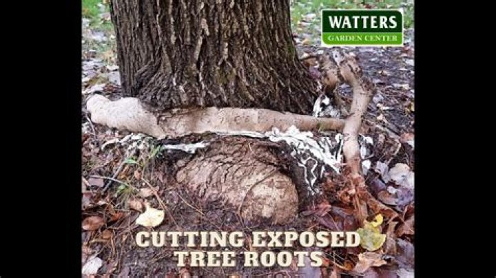 Does cutting back a tree reduce root growth?