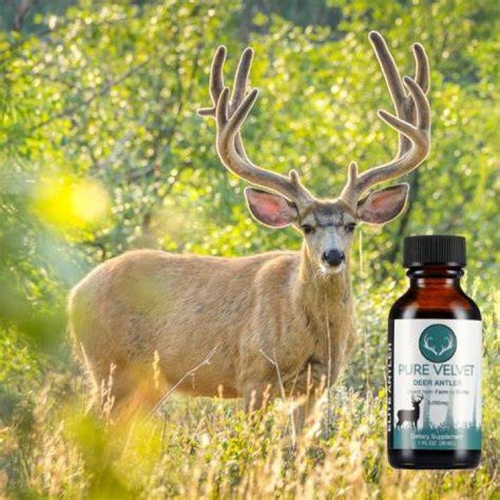 Does deer velvet increase testosterone?