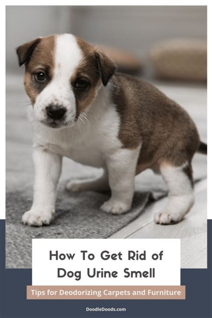 Does dog pee smell ever go away?