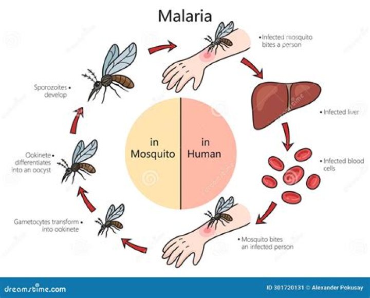 Does Dubai have malaria?