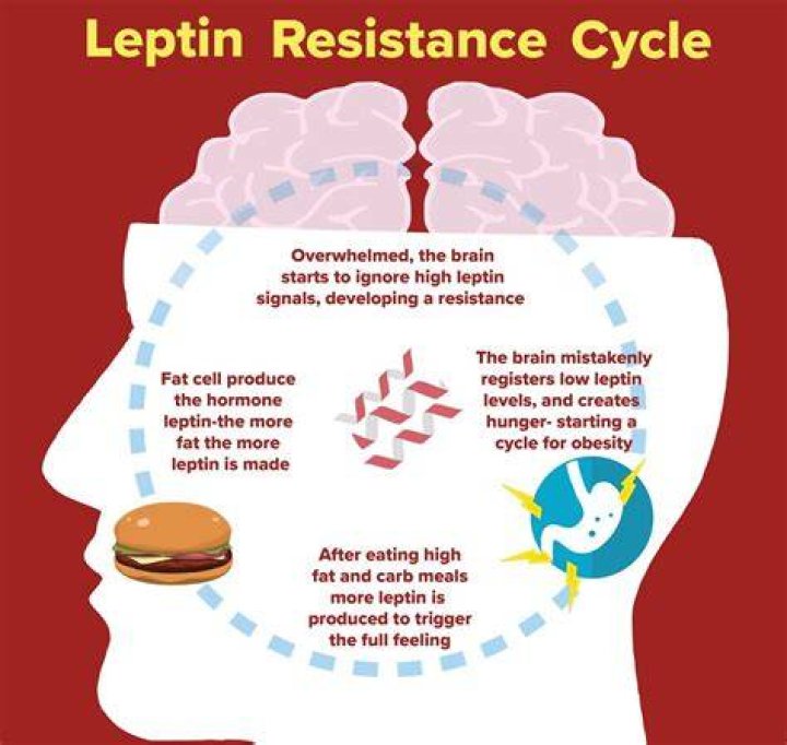 Does fasting help leptin resistance?