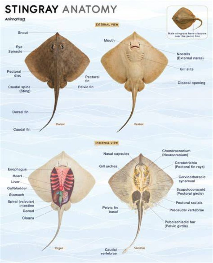 Does it hurt a stingray to tickle it?