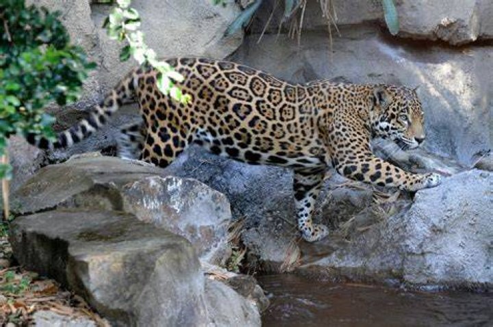 Does Jaguar use Ford engines?