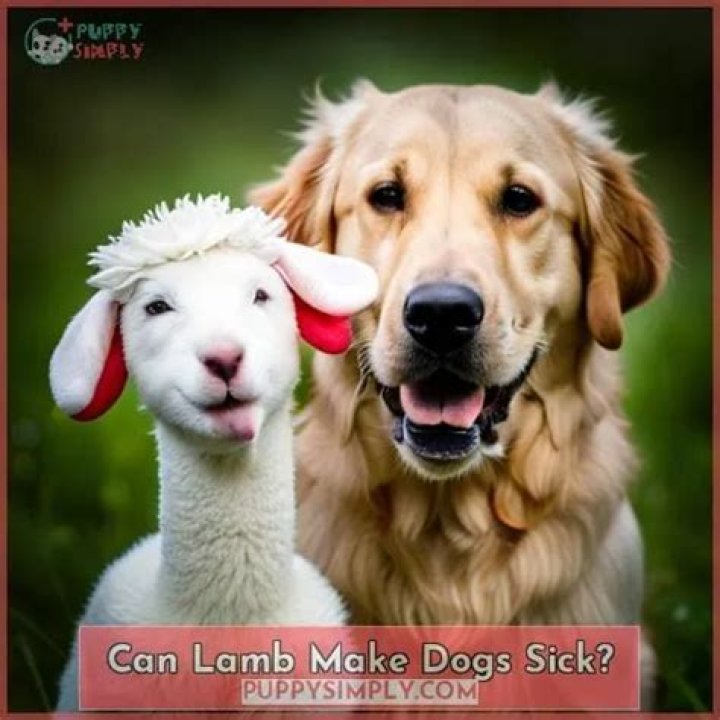 Does lamb make dogs sick?